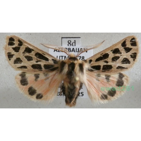 Chelis reticulata (Christoph, 1887) male Azerbaijan8d